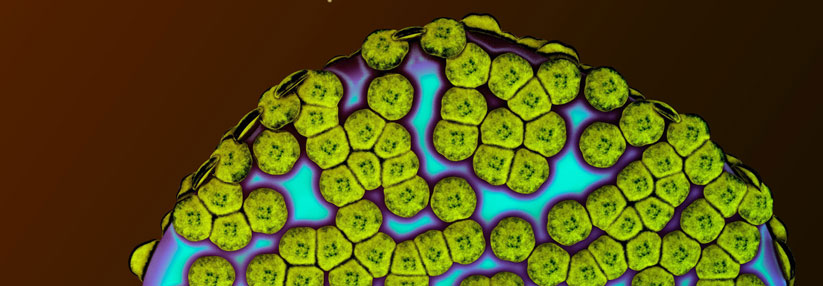 Mastzelle mit Histamin Mastzellen sind Zellen der körpereigenen Abwehr. Sie haben Botenstoffe gespeichert wie Histamin und Heparin.